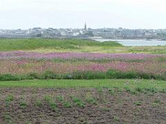 131 Ile de Batz Jardin Georges Delaselle_000033
